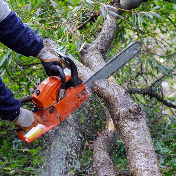 Tree Services in Carrollton, TX Tree Services in Carrollton, TX