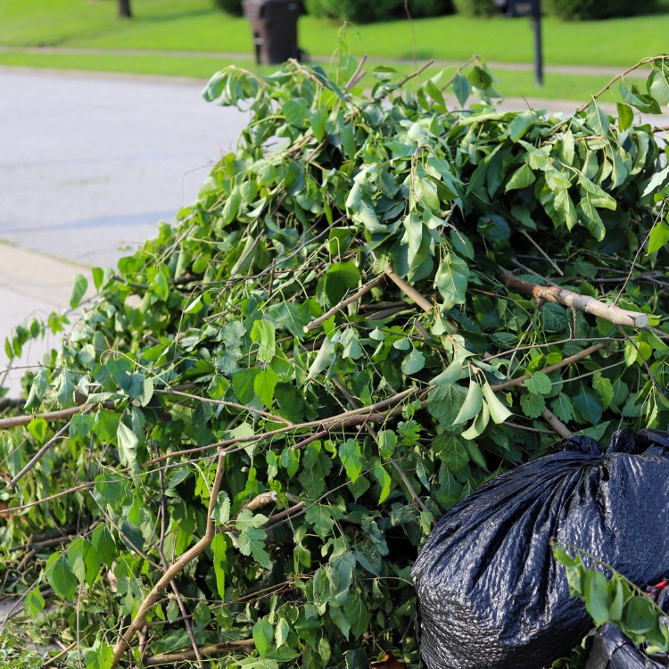 Tree Services in Carrollton, TX Tree Services in Carrollton, TX