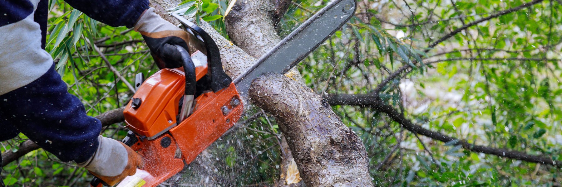 Tree Services in Carrollton, TX