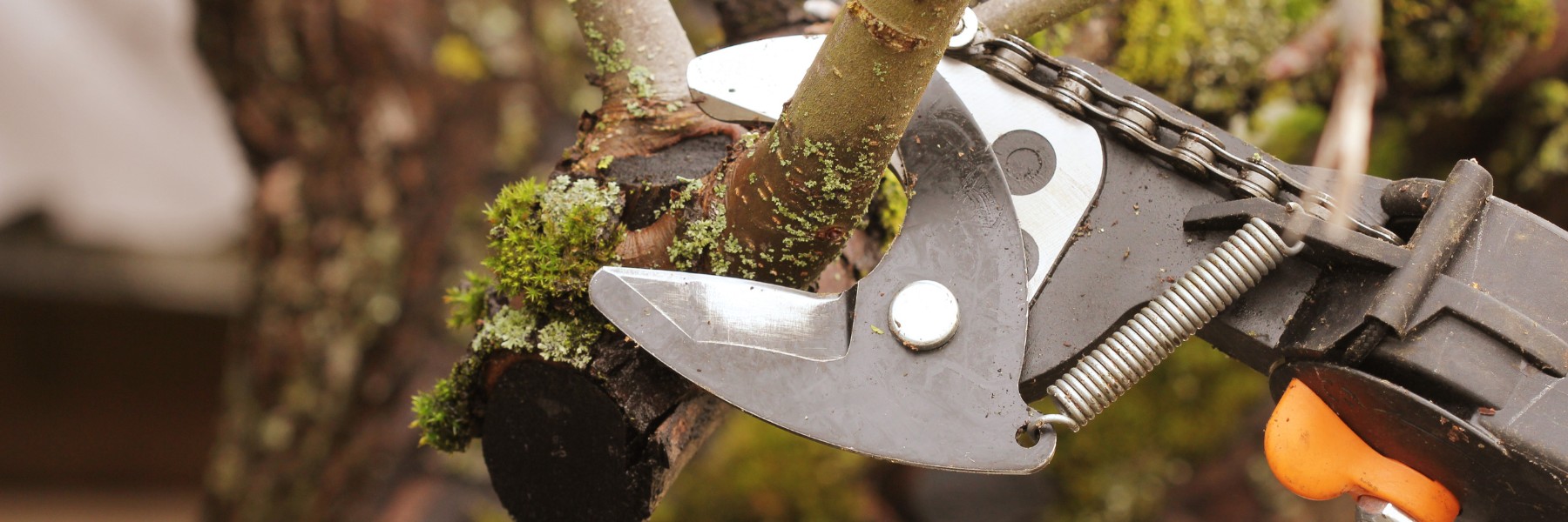 Tree Services in Carrollton, TX
