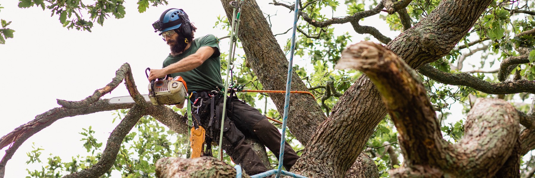 Tree Services in Carrollton, TX