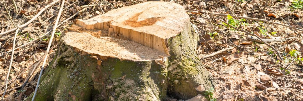 Tree Services in Carrollton, TX