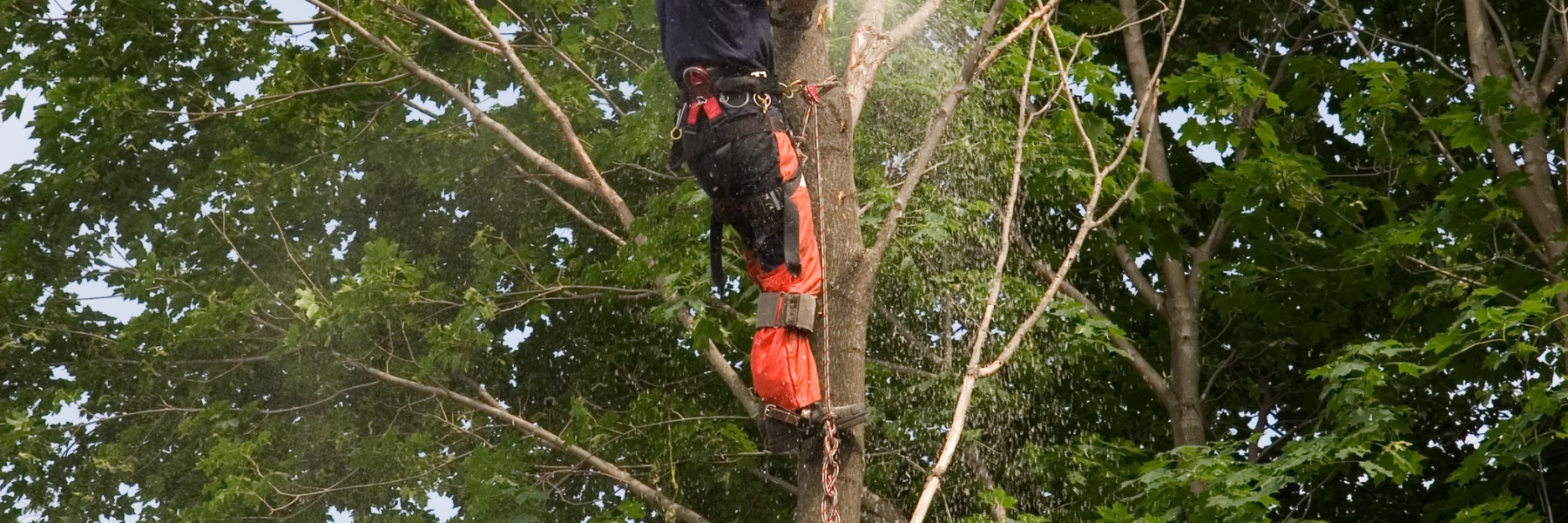 Tree Services in Carrollton, TX